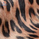 زووتوبيا 2 54212 ورق حائط كورى 15 متر مربع